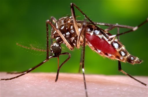 Centers for Disease Control and Prevention shows a female Aedes aegypti mosquito in the process of acquiring a blood meal from a human host. On Friday Jan. 15 2016 U.S. health officials are telling pregnant women to avoi