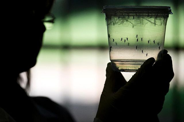 A researcher looks at Aedes aegypti mosquitoes at a lab of the Institute of Biomedical Sciences of the Sao Paulo University in this January 8