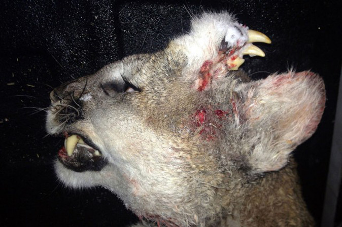 PHOTO: Deformed Mountain Lion Found In Idaho