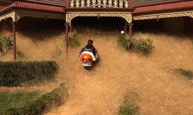 Hairy Panic Consumes Australian City