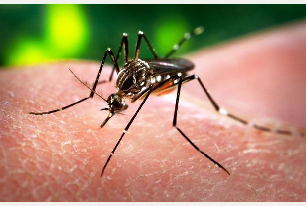 A mosquito infected with the virus