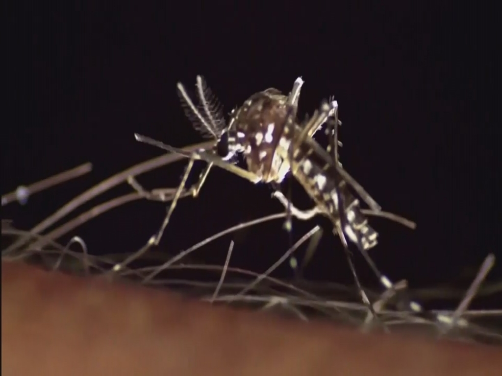 A mosquito like this one is how the Zika Virus spread to humans