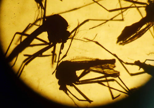 Zika spread via blood transfusion, Brazil health official confirms