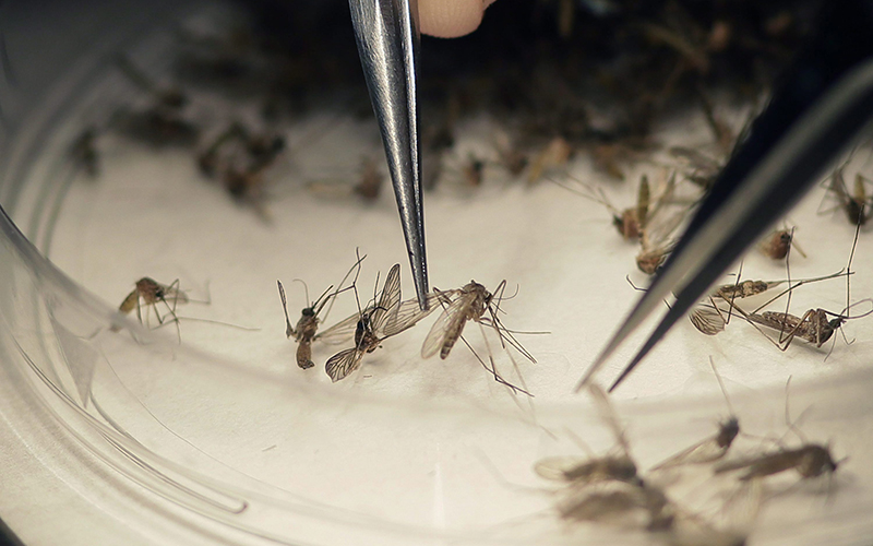 Mosquitoes collected in a trap on Feb. 11 2016