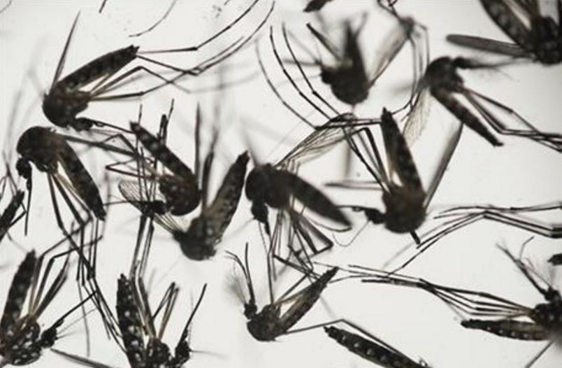 Research on link between Zika and birth defects expected by May