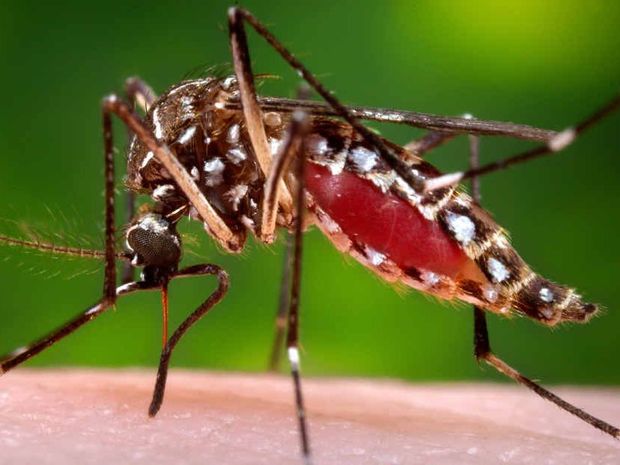 Centers for Disease Control and Prevention shows a female Aedes aegypti mosquito in the process of acquiring a blood meal from a human host. Scientists believe the species originated in Africa but came to the Americas on