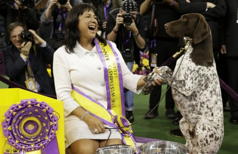 CJ the German shorthaired pointer who won Westminster's Best in Show title and his handler Valerie Nunes-Atkinson