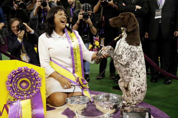 Rumor the German shepherd is crowd favorite at Westminster