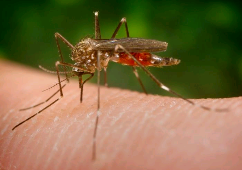 The Zika virus is spread by the Aedes aegypti mosquito which breeds in fresh water. The virus is now present in 39 countries and has been declared an international public health emergency