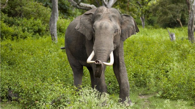 Indian elephant bull in musth in Bandipur National Park Pic from Wiki CC