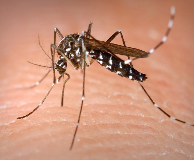 February 5th 2016 Travis County officials confirm first case of Zika virus