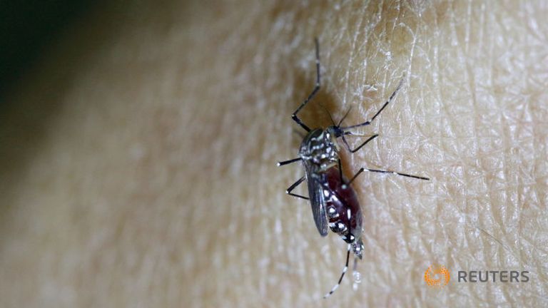 Female Aedes aegypti mosquito is seen on a health technician in Guatemala City