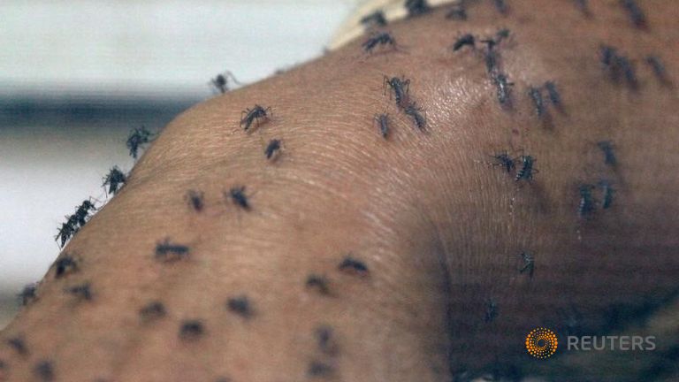 Female Aedes aegypti mosquitoes are seen on a health technician in Guatemala City