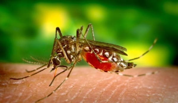 Zika Virus Carrying Mosquitoes Are In Nigeria — Health Minister