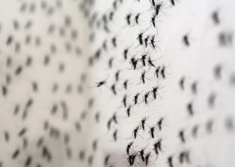 Centers for Disease Control and Prevention shows a female Aedes aegypti mosquito in the process of acquiring a blood meal fro