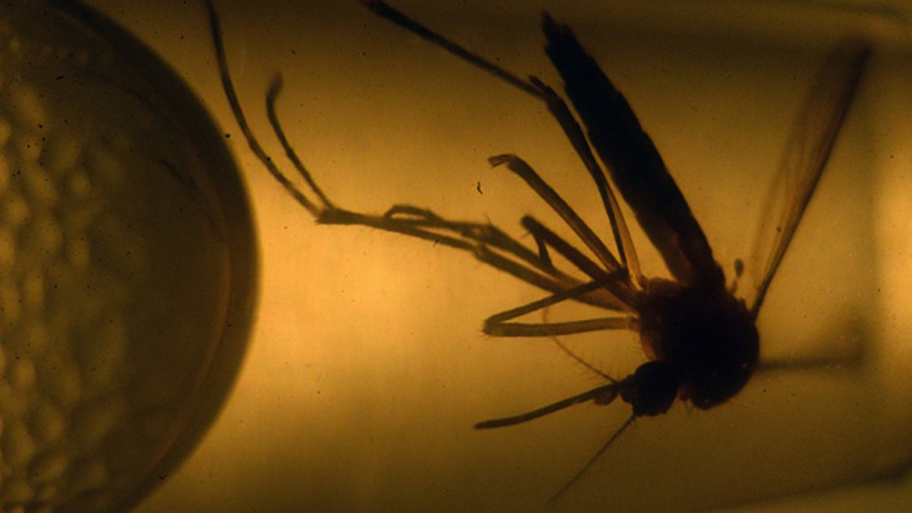 Alarm rises after US sexual transmission report on Zika