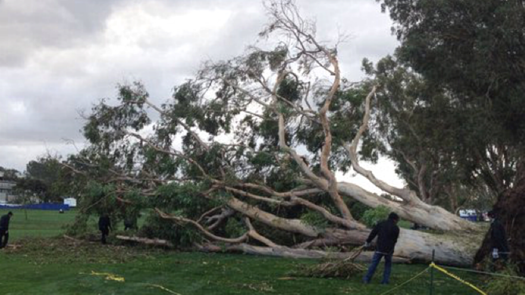 Fallen tree at Torrey Pines Golf Course