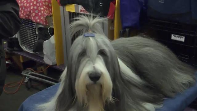 2016 Westminster Kennel Club Dog Show Group Winners Announcing the Group Winners at the 2016 Westminster