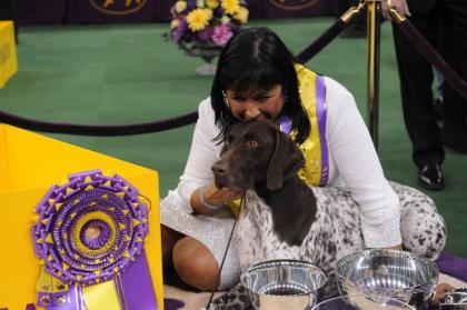 Shorthaired Pointer Wins'Best in Show at WESTMINSTER DOG SHOW