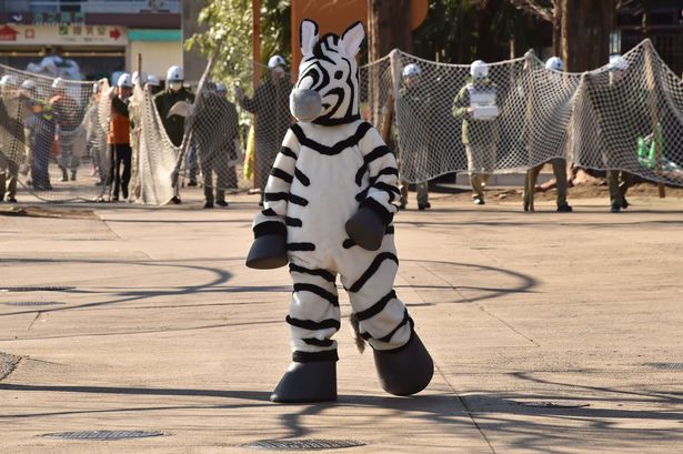 Getty

Keep on running This zebra has evolved to trot on his hind legs