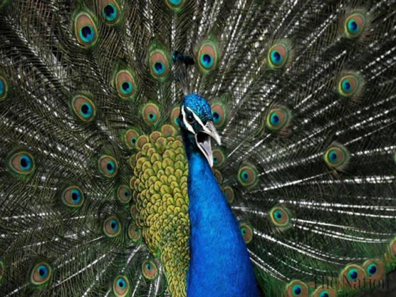 Goa wants the peacock to be declared a 'vermin' that causes nuisance to farmers
