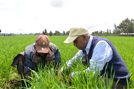 Professor Tekalign Mamo Assefa working with a farmer in the field