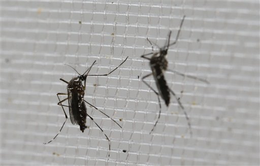 Aedes aegypti mosquitoes to be tested for various diseases perch inside a container at the Gorgas Memorial Laboratory in Panama City Thursday Feb. 4 2016. Panamanian authorities announced on Monday that 50 cases of the Zika virus infection have been