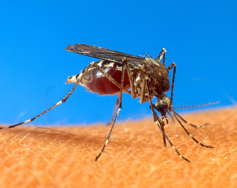 Zika virus is spread to people through mosquito bites. The most common symptoms of Zika virus disease are fever rash joint pain and conjunctivitis. The illness is usually mild with symptoms lasting from several days to a week. Severe disease