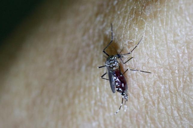 A female Aedes aegypti mosquito is seen on the forearm of a health technician in a laboratory conducting research on preventing the spread of the Zika virus and other mosquito-borne diseases at the entomology department of the Ministry of Public Health