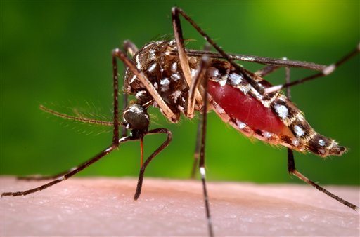 Centers for Disease Control and Prevention shows a female Aedes aegypti mosquito in the process of acquiring a blood meal from a human host