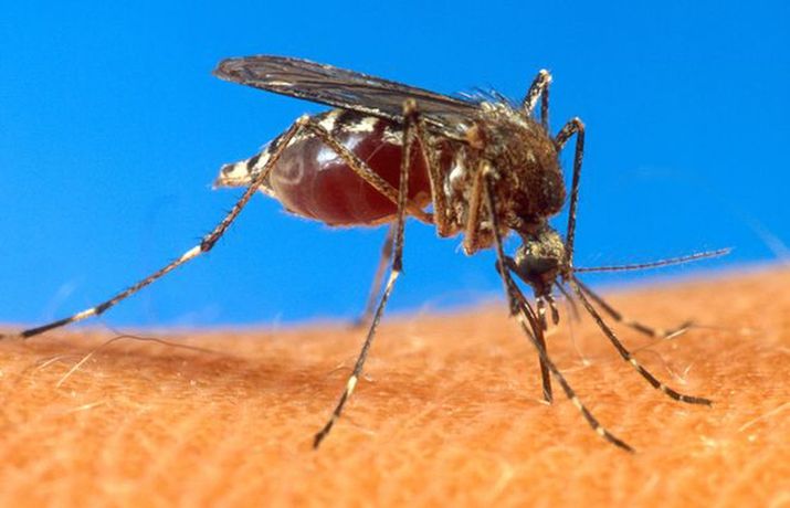 USDA an aedes aegypti mosquito is shown on human skin