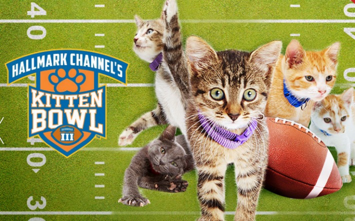 Kitten Bowl III Preview Check out this Year's Four Legged Players