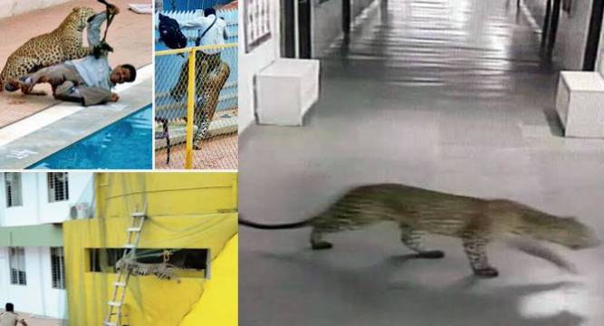 After rape case Vibgyor School in news again after leopard attack