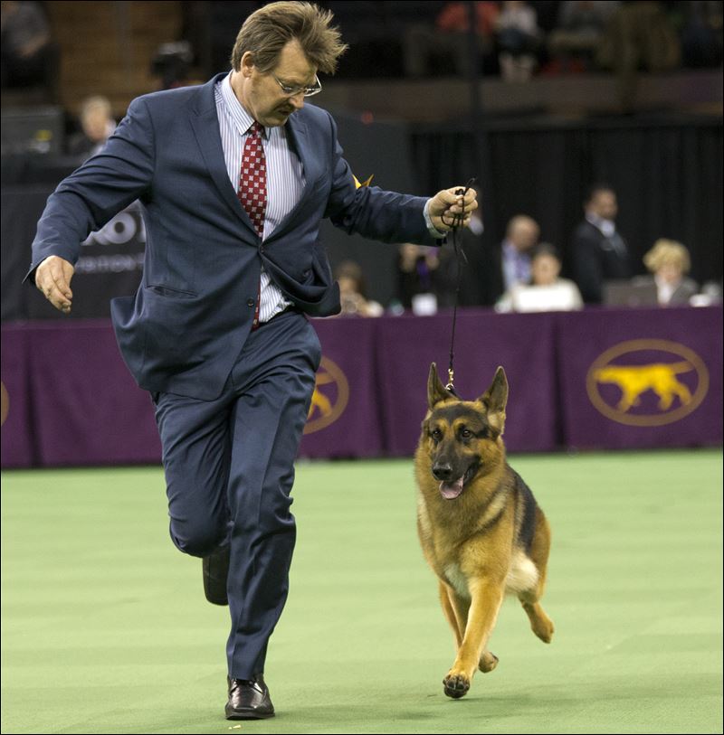 Rumor a German shepherd with Lucas Co. ties is shown in the ring during the Herding group competition during the 140th Westminster Kennel Club dog show Monday. Rumor won the best in Herding group