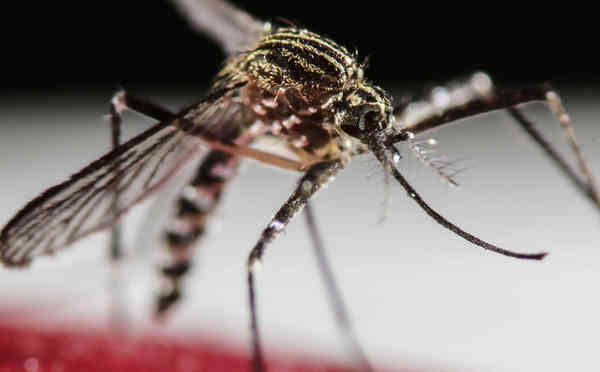 Queensland Health confirms the first case of Zika virus in the state