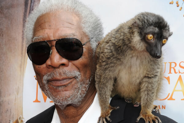 Lemur Morgan Freeman