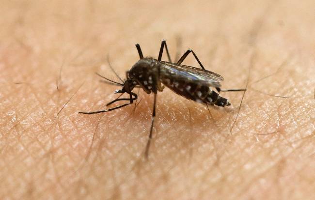 FILE- The Aedes aegypti can spread the Zika virus which is spreading in parts of Latin America and the Caribbean and usually causes a mild illness but is now suspected in an unusual birth defect and possibly other health issues