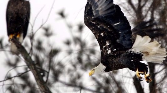 Federal authorities investigating deaths of 13 bald eagles on Eastern Shore