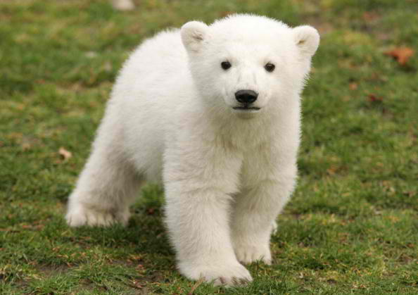 Knut Makes First Public Appearance