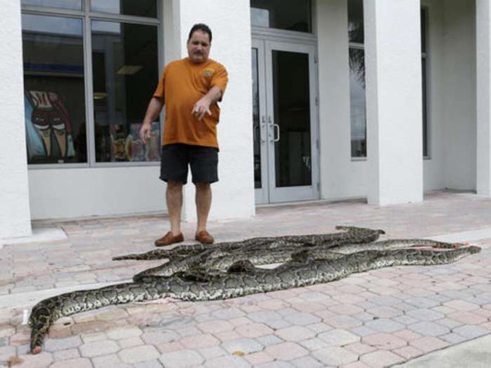 23 2016 Brian Wood points to purchased pythons at All American Gator Products in Hollywood Fla. About a third of the pythons have come to Brian Wood owner of All American Gator Products to be made into wallets shoes