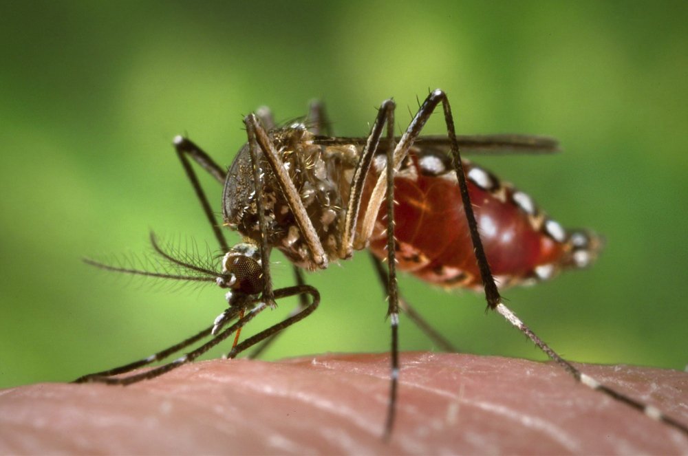 Related Headlines What you need to know about the Zika virus Search