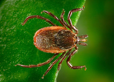Researchers have identified a new species of bacteria carried by the blacklegged deer tick whose bite can cause Lyme