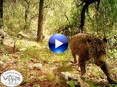 Only known wild jaguar in the US caught on camera roaming Arizona mountains