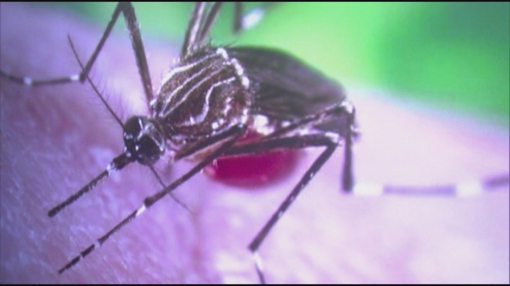 Dallas County creates Zika mosquito task force