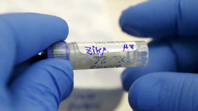 WHO says time for Europe to prepare Zika defences