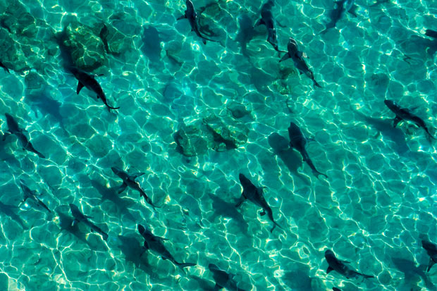 Tens of thousands of sharks gather near Florida beach