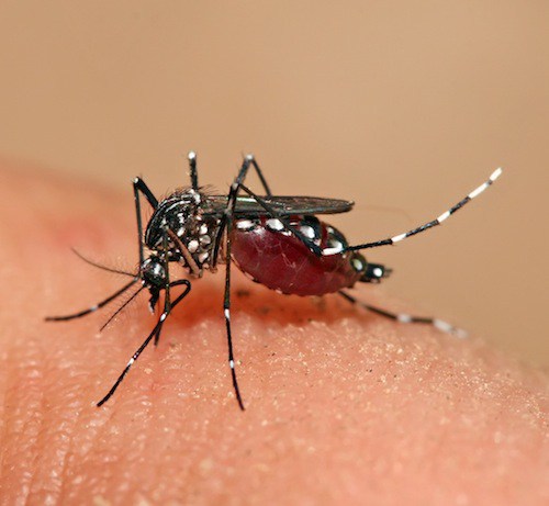 The Aedes Aegypti mosquito is thought to be the main carrier of the Zika virus