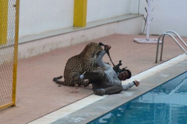 The leopard attacks one of its victims by the school poolside