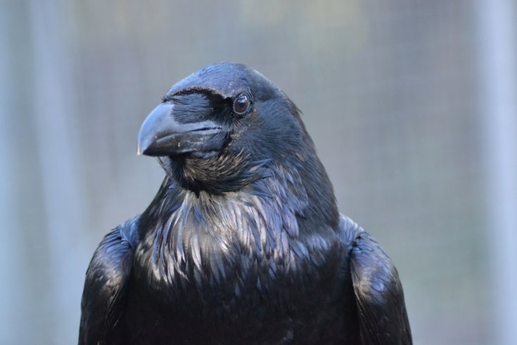 Theory of Mind Ravens know when they are being watched			 0					By		Taylor Austen Science Reporter		 		on				4 February 2016	
				Science