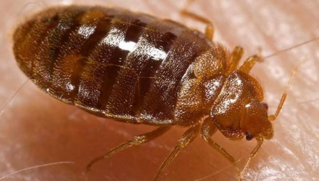 Bed Bugs Develop Resistance to Famous Insecticides